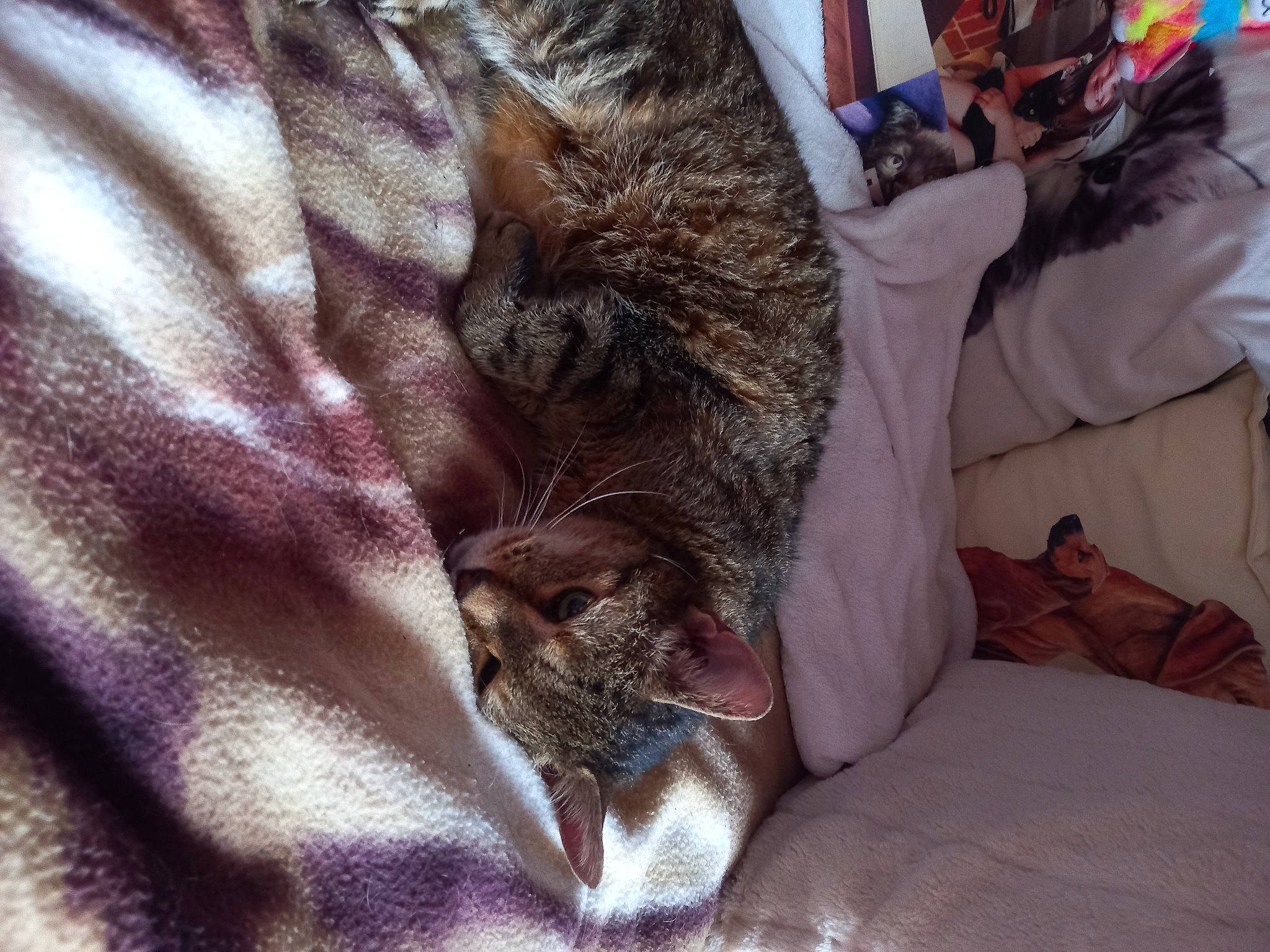 Sebastian joined the competition — help win amazing prizes! camera, carnivore, cat, claw, comfort, domestic_short_haired_cat, fawn, felidae, fur, linens, mobile_phone, nap, paw, room, sleep, small_to_medium_sized_cats, textile, whiskers