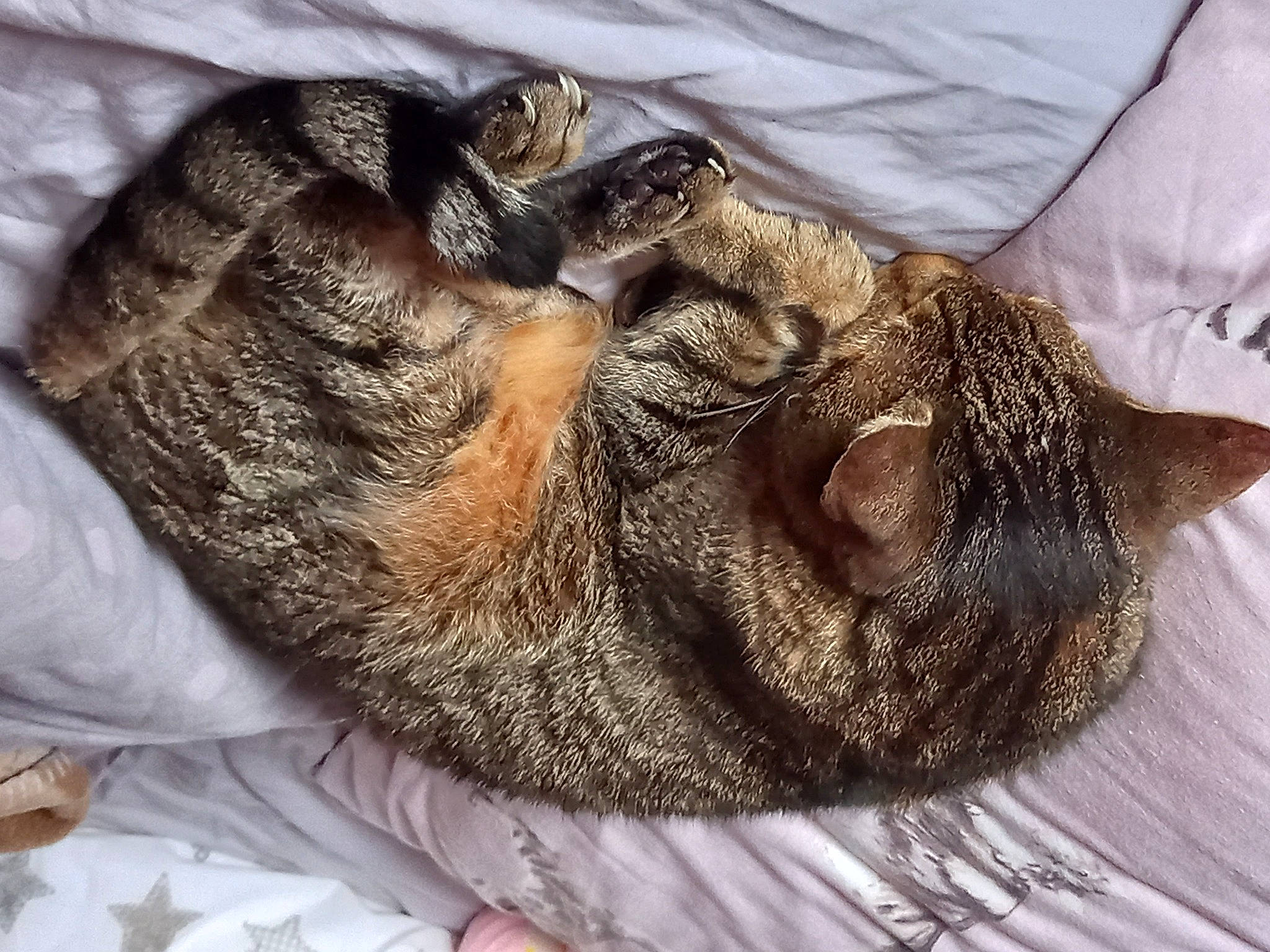 Sebastian joined the competition — help win amazing prizes! carnivore, cat, claw, comfort, dog_breed, domestic_short_haired_cat, ear, facial_hair, fawn, felidae, fur, gesture, liver, small_to_medium_sized_cats, snout, sporting_group, tail, terrestrial_animal, whiskers, wildlife