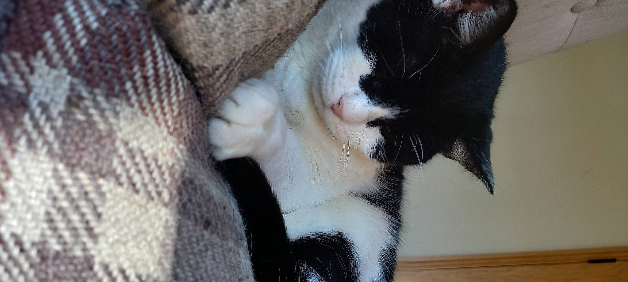 Zorro joined the competition — help win amazing prizes! canidae, carnivore, cat, claw, comfort, dog_breed, domestic_short_haired_cat, felidae, foot, fur, human_leg, paw, small_to_medium_sized_cats, snout, sporting_group, tail, terrestrial_animal, whiskers, woven_fabric