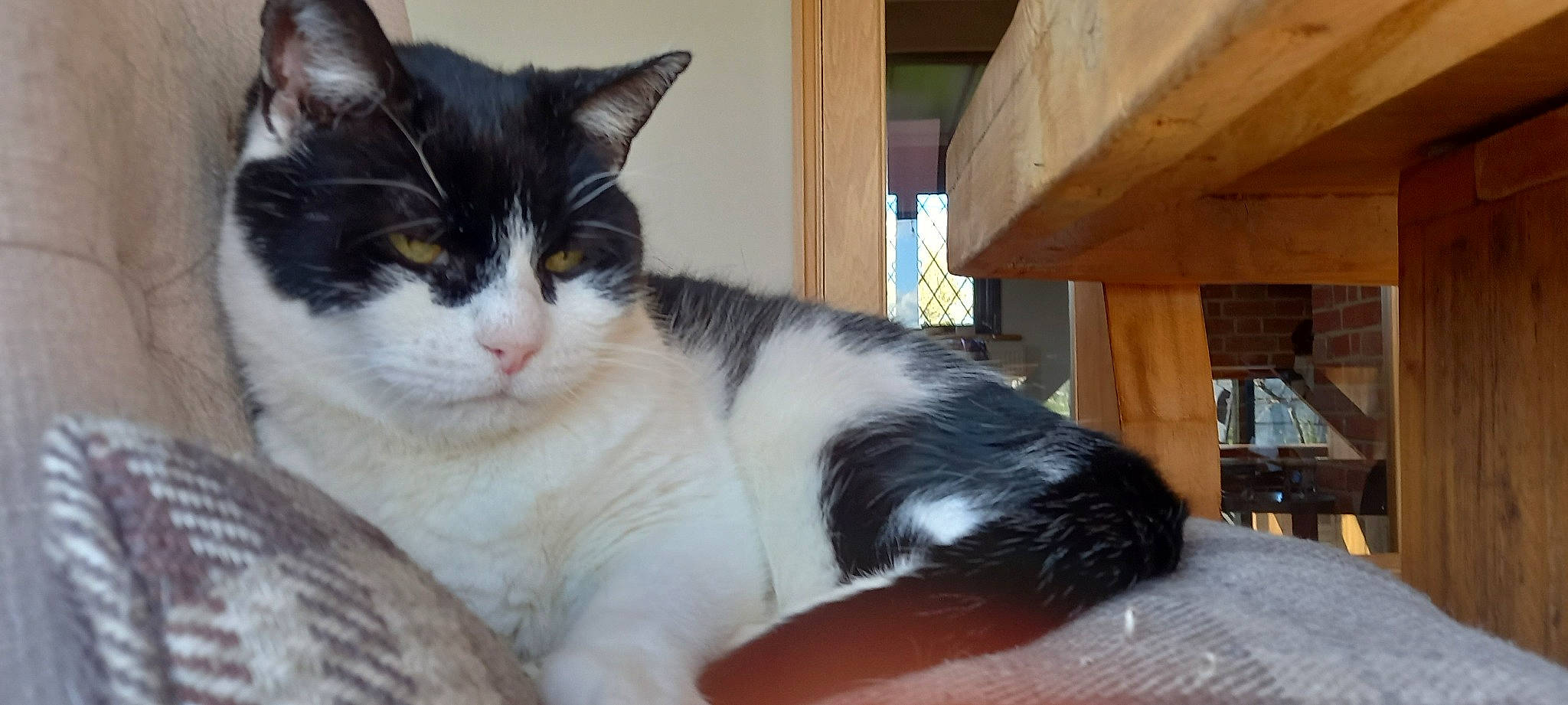 Zorro is registered to the contest to win money with this photo: carnivore, cat, comfort, domestic_short_haired_cat, felidae, fur, hardwood, paw, small_to_medium_sized_cats, snout, tail, whiskers, wood