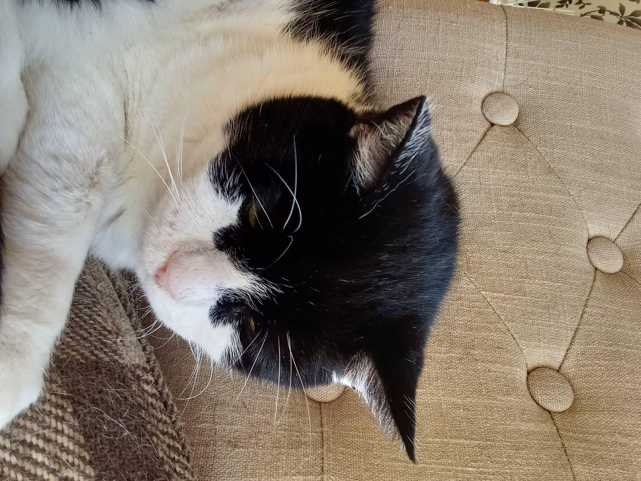 Zorro is registered to the contest to win money with this photo: carnivore, cat, claw, comfort, domestic_short_haired_cat, felidae, flooring, fur, hardwood, paw, small_to_medium_sized_cats, snout, sporting_group, tail, tree, whiskers, wood