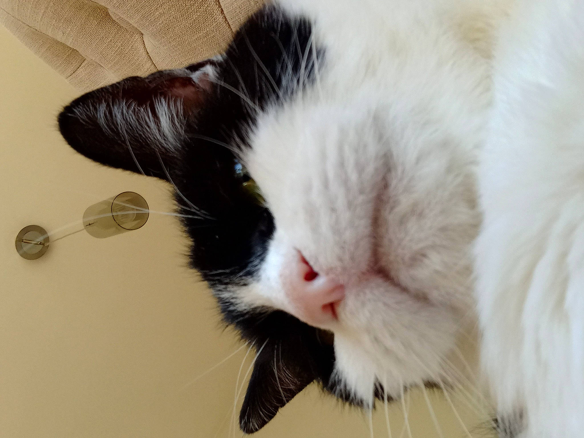 Zorro joined the competition — help win amazing prizes! carmine, carnivore, cat, claw, comfort, domestic_short_haired_cat, ear, felidae, foot, fur, paw, small_to_medium_sized_cats, snout, tail, whiskers