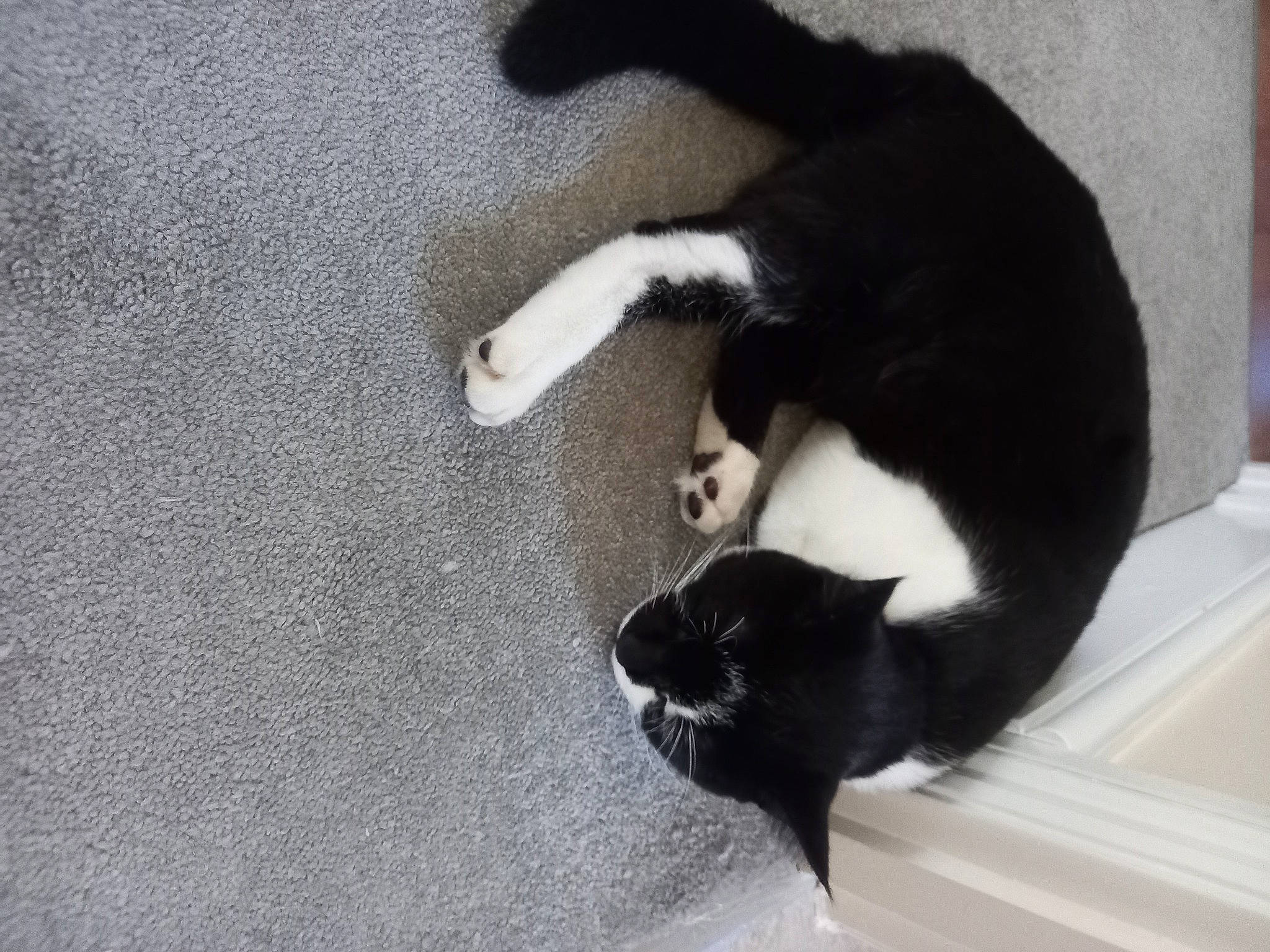 Cleo is registered to the contest to win money with this photo: black_cat, canidae, carnivore, cat, claw, comfort, dog_breed, domestic_short_haired_cat, felidae, flooring, fur, paw, shadow, small_to_medium_sized_cats, sporting_group, tail, terrestrial_animal, whiskers