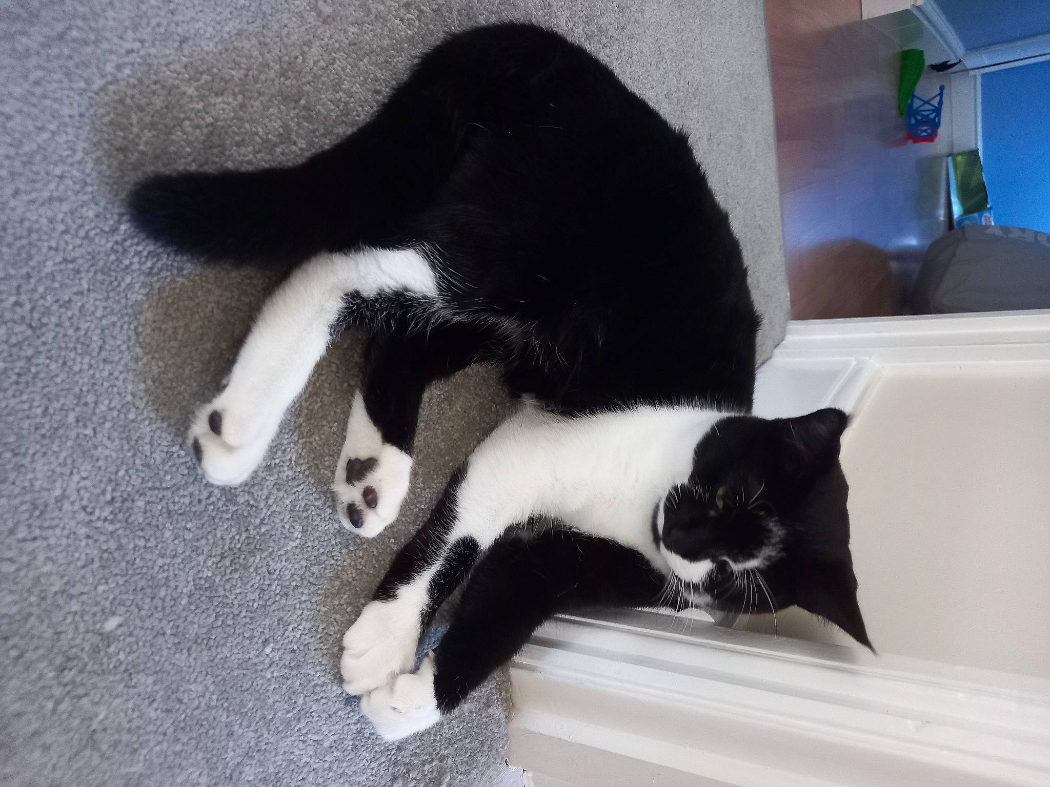 Cleo joined the competition — help win amazing prizes! canidae, carnivore, cat, claw, comfort, dog_breed, domestic_short_haired_cat, felidae, flooring, fur, small_to_medium_sized_cats, sporting_group, tail, terrestrial_animal, whiskers