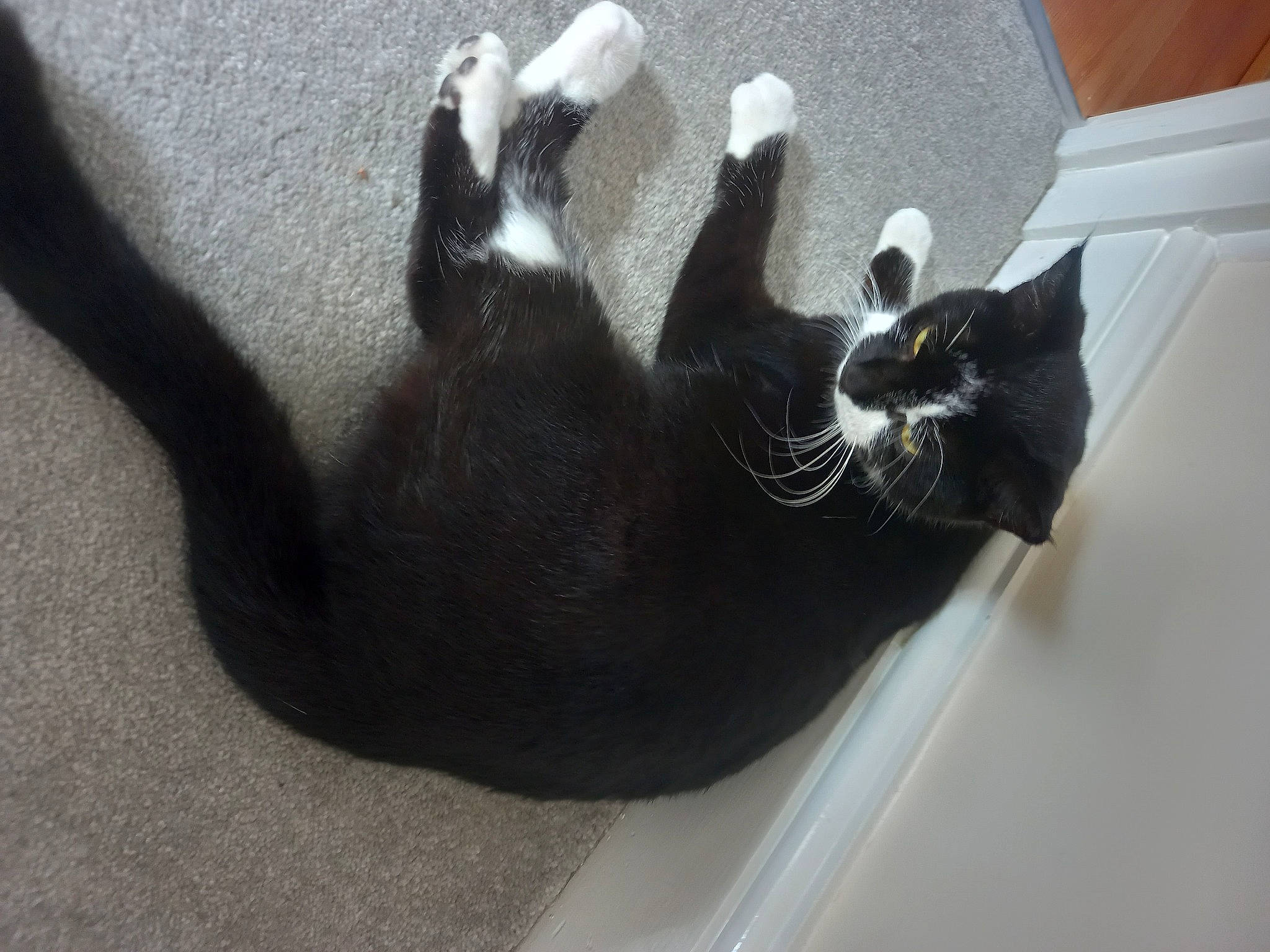 Cleo joined the competition — help win amazing prizes! black_cat, bombay, carnivore, cat, claw, comfort, domestic_short_haired_cat, felidae, flooring, foot, fur, grey, hardwood, human_leg, paw, shadow, small_to_medium_sized_cats, tail, terrestrial_animal, whiskers