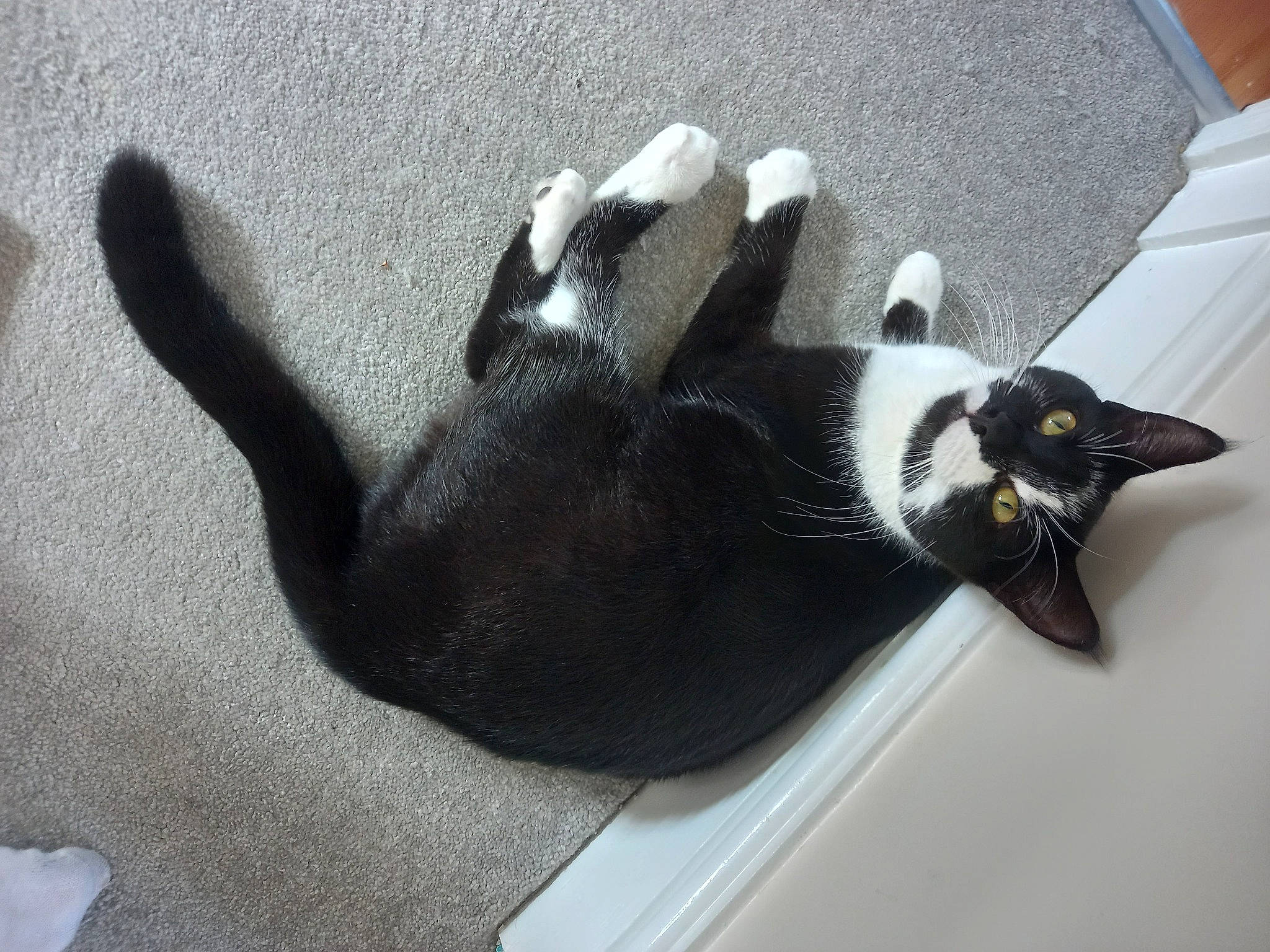 Cleo joined the competition — help win amazing prizes! canidae, carnivore, cat, claw, comfort, companion_dog, dog_breed, domestic_short_haired_cat, felidae, foot, fur, grey, human_leg, paw, shadow, small_to_medium_sized_cats, snout, sporting_group, tail, whiskers