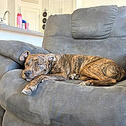 Zuma joined the competition — help win amazing prizes! dog, sleeping, couch, indoor, living_room, brindle, pet, relaxation, fur, paw, nose, ears, home_decor, kitchen, sign, furniture, cozy, rest, calm, domestic