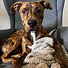 dog, brindle, pet, animal, indoor, blanket, furniture, chair, cozy, relaxed, looking_at_camera, brown, white_markings, ears, snout, paw, fur, closeup, portrait, domestic_animal