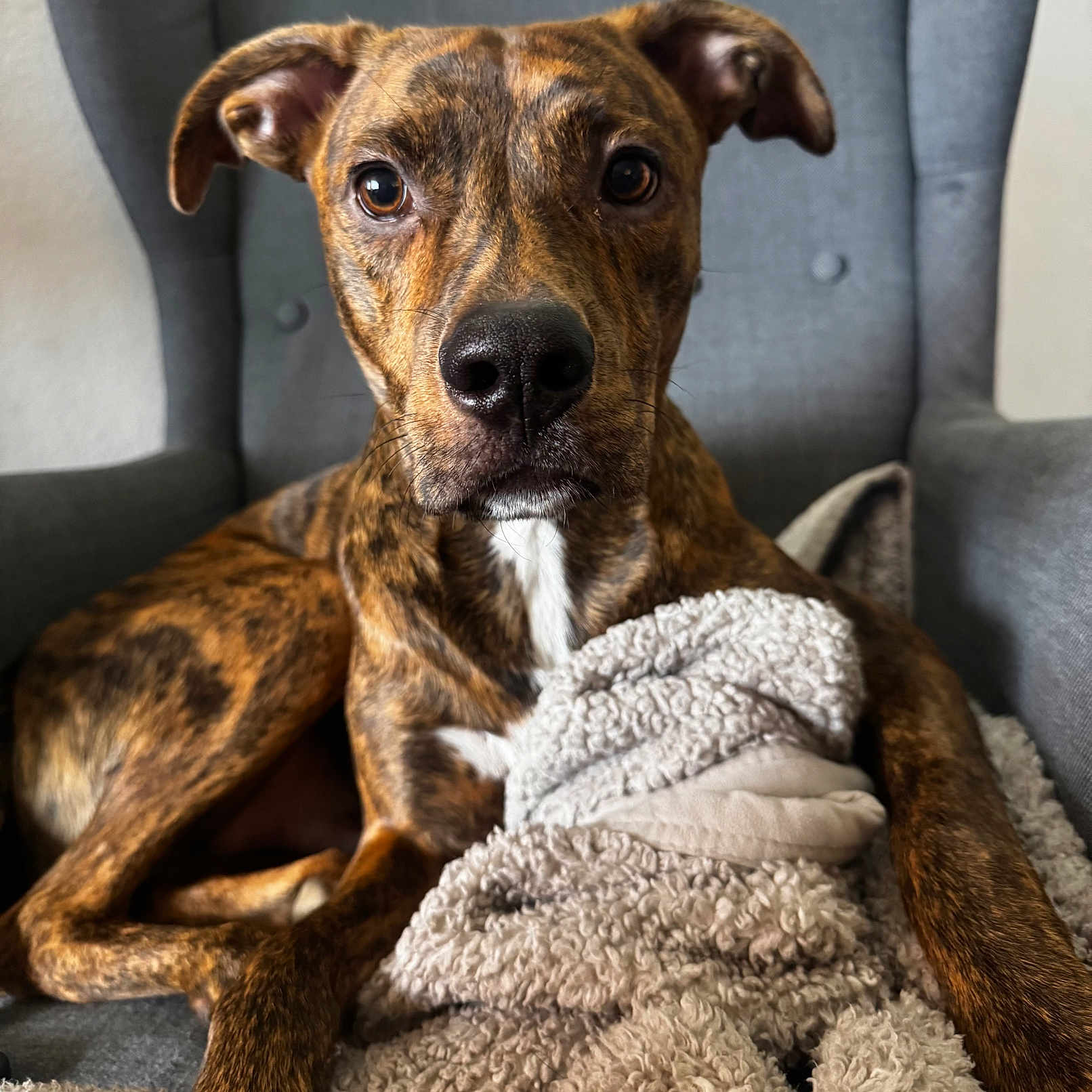 Zuma is registered to the contest to win money with this photo: dog, brindle, pet, animal, indoor, blanket, furniture, chair, cozy, relaxed, looking_at_camera, brown, white_markings, ears, snout, paw, fur, closeup, portrait, domestic_animal
