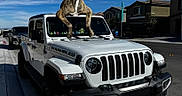 Zuma is registered to the contest to win money with this photo: dog, jeep, car, vehicle, outdoor, suburban, street, blue_sky, sunny, rubber_duck, dashboard, tongue_out, happy, brindle, pet, parked_car, house, residential_area, sidewalk, daytime