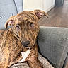 Zuma is registered to the contest to win money with this photo: dog, brindle, puppy, pet, indoor, armchair, blanket, fur, ears, nose, brown, white, flooring, cozy, relaxed, looking, curious, seated, home, furniture