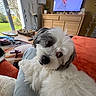 Rubis participe au concours pour gagner de l'argent avec cette photo : carpet, couch, cozy, curious, daylight, dog, fluffy, furniture, gray, head_tilt, indoor, lap, living_room, pet, plant, remote_control, television, white, window, wooden_cabinet
