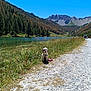 dog, small_dog, lake, mountains, pine_forest, blue_sky, gravel_path, grass, wildflowers, harness, water, outdoors, nature, scenic, summer, pet, portrait, trail, vehicle, hiker