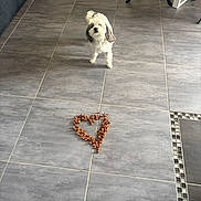 Rubis a rejoint le concours — aidez-le/la à gagner de superbes lots ! dog, puppy, small_dog, white_dog, tiled_floor, tile, heart_shape, dog_food, kibble, indoor, living_room, couch, chair_legs, pet, looking_up, portrait, cute, tile_grout, floor_pattern, floor_tiles
