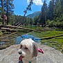 dog, lake, forest, mountain, sky, rock, person, trees, water, reflection, harness, tongue_out, outdoor, nature, summer, hiking, fallen_log, clear_water, pet, portrait