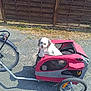 dog, small_dog, pet, bicycle, bike_trailer, red_trailer, red_color, wheel, spokes, pavement, asphalt, wooden_fence, grass, dirt, outdoor, sunny, white_fur, tongue_out, harness, mesh_window