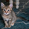 kitten, cat, tabby, pet, animal, indoor, carpet, blue_rug, curious, cute, whiskers, feline, young, small, sitting, fur, ears, tail, domestic_animal, household