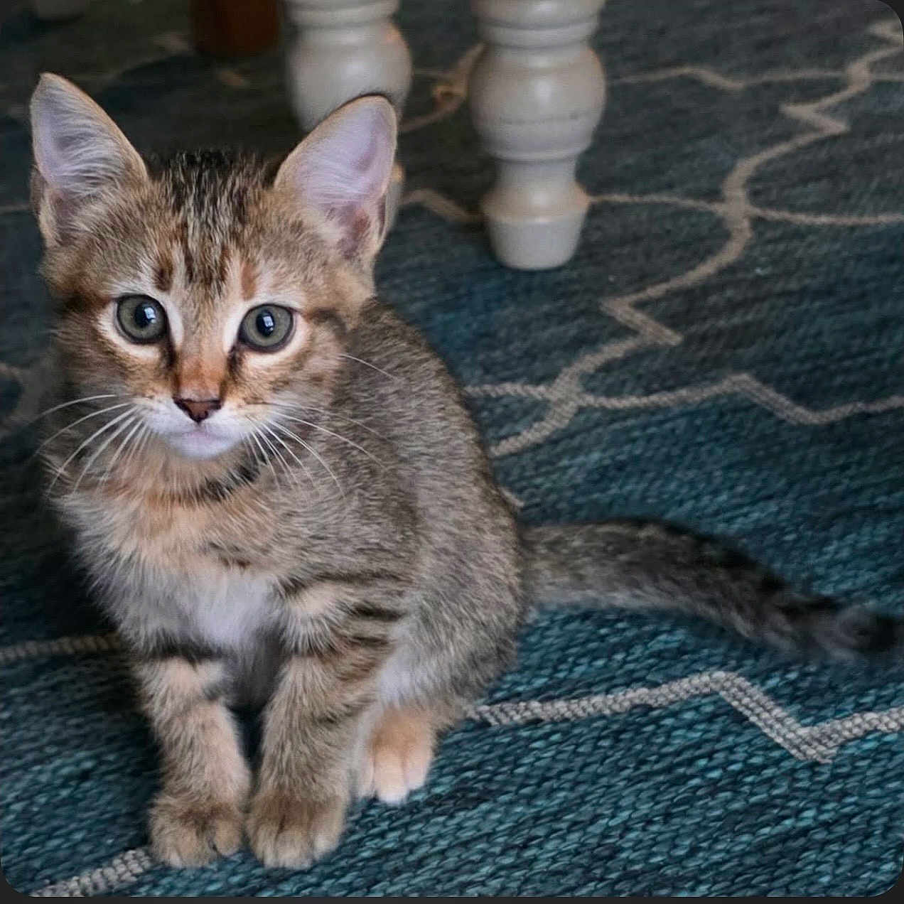 Amunet joined the competition — help win amazing prizes! kitten, cat, tabby, pet, animal, indoor, carpet, blue_rug, curious, cute, whiskers, feline, young, small, sitting, fur, ears, tail, domestic_animal, household