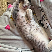 Pickles joined the competition — help win amazing prizes! cat, kitten, sleeping, blanket, cozy, indoor, cute, feline, fur, resting, animal, pet, soft, heart, pattern, relaxation, comfort, adorable, laying_down, domestic
