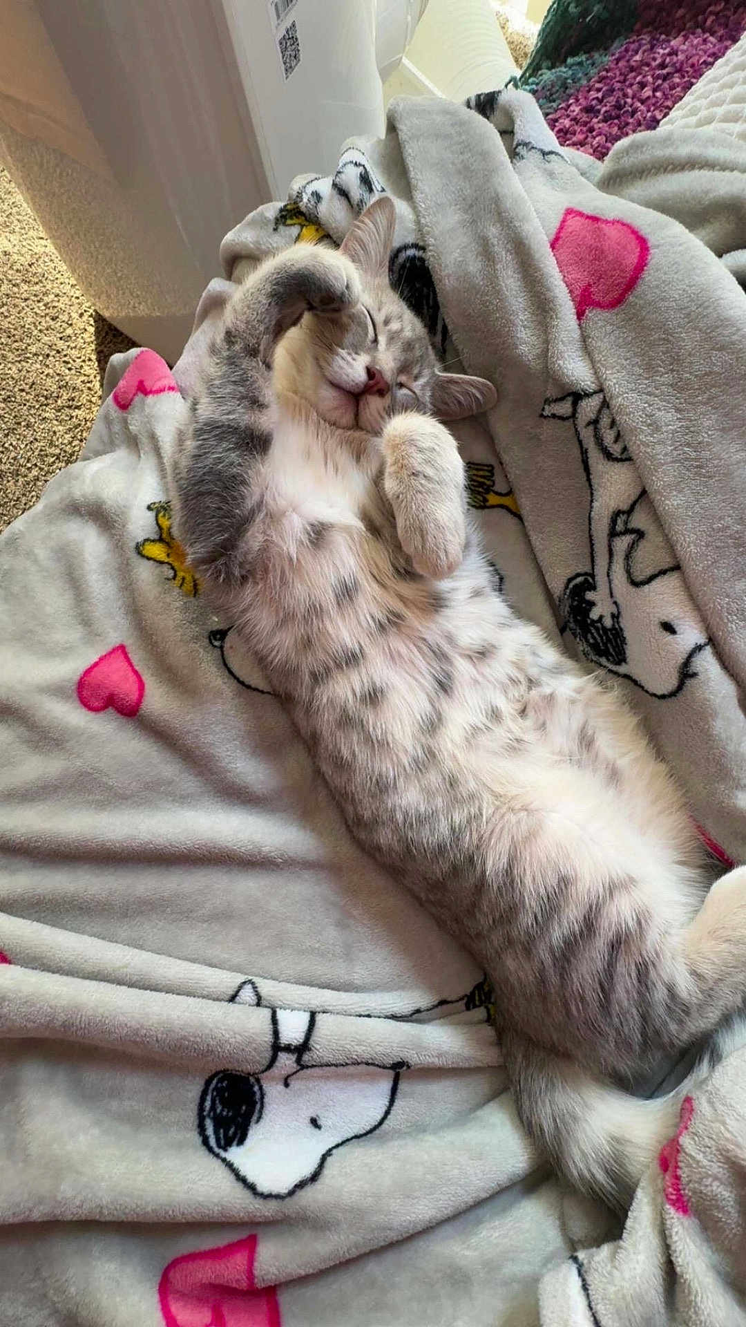 Pickles joined the competition — help win amazing prizes! cat, kitten, sleeping, blanket, cozy, indoor, cute, feline, fur, resting, animal, pet, soft, heart, pattern, relaxation, comfort, adorable, laying_down, domestic