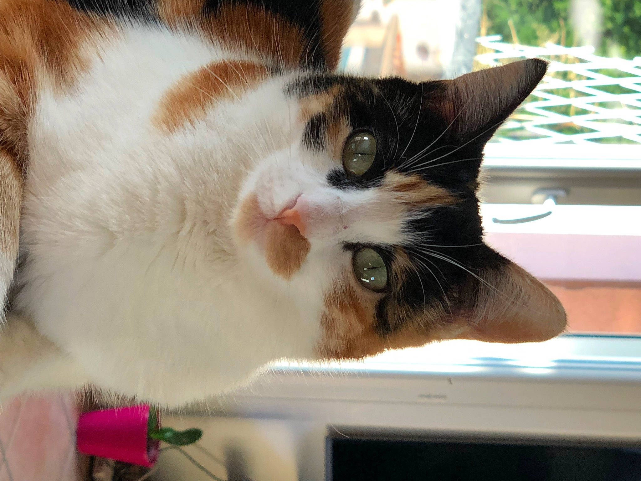 Mine De Crayon participe au concours pour gagner de l'argent avec cette photo : carnivore, cat, cat_supply, claw, collar, domestic_short_haired_cat, felidae, fur, paw, pet_supply, plant, small_to_medium_sized_cats, snout, tail, tree, whiskers, window