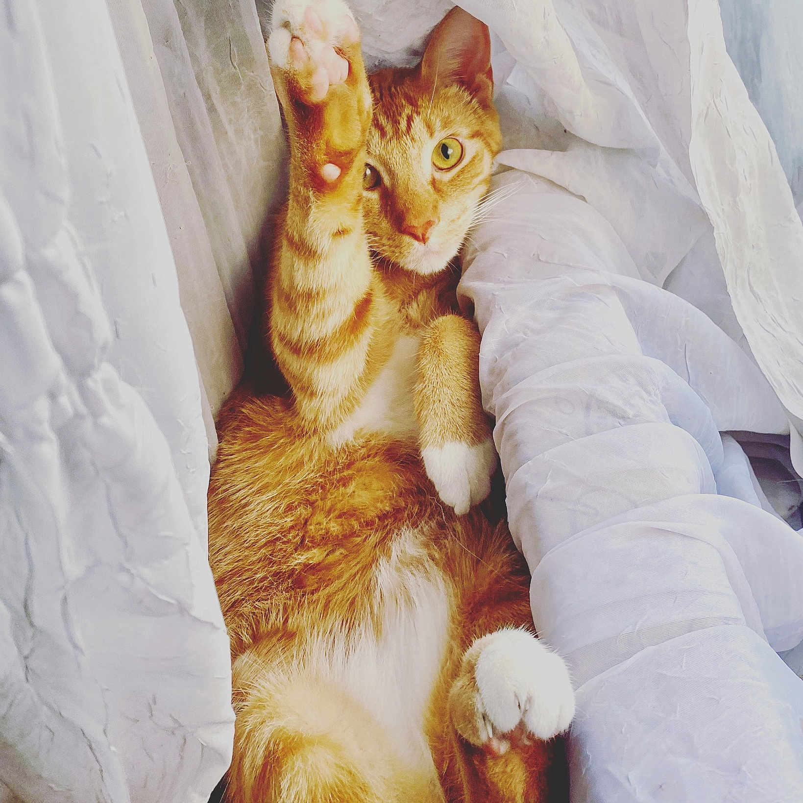 Oliver joined the competition — help win amazing prizes! abyssinian, angora, animal, bed, bedroom, blanket, cat, couch, cushion, furniture, homedecor, indoors, kitten, linen, manx, person, pet, quilt, room, sleeping
