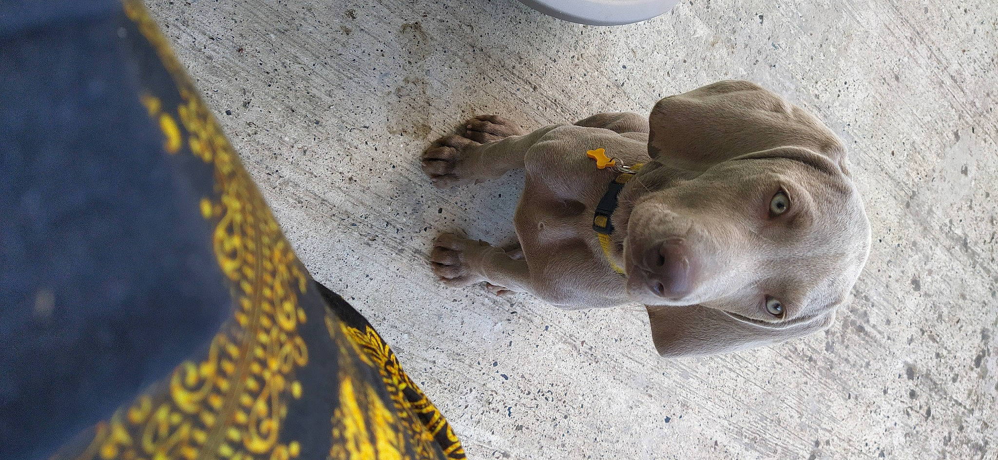 Sunshine a rejoint le concours — aidez-le/la à gagner de superbes lots ! canidae, carnivore, concrete, dog, dog_breed, fawn, grey, non_sporting_group, road_surface, sporting_group, terrestrial_animal, whiskers, working_animal