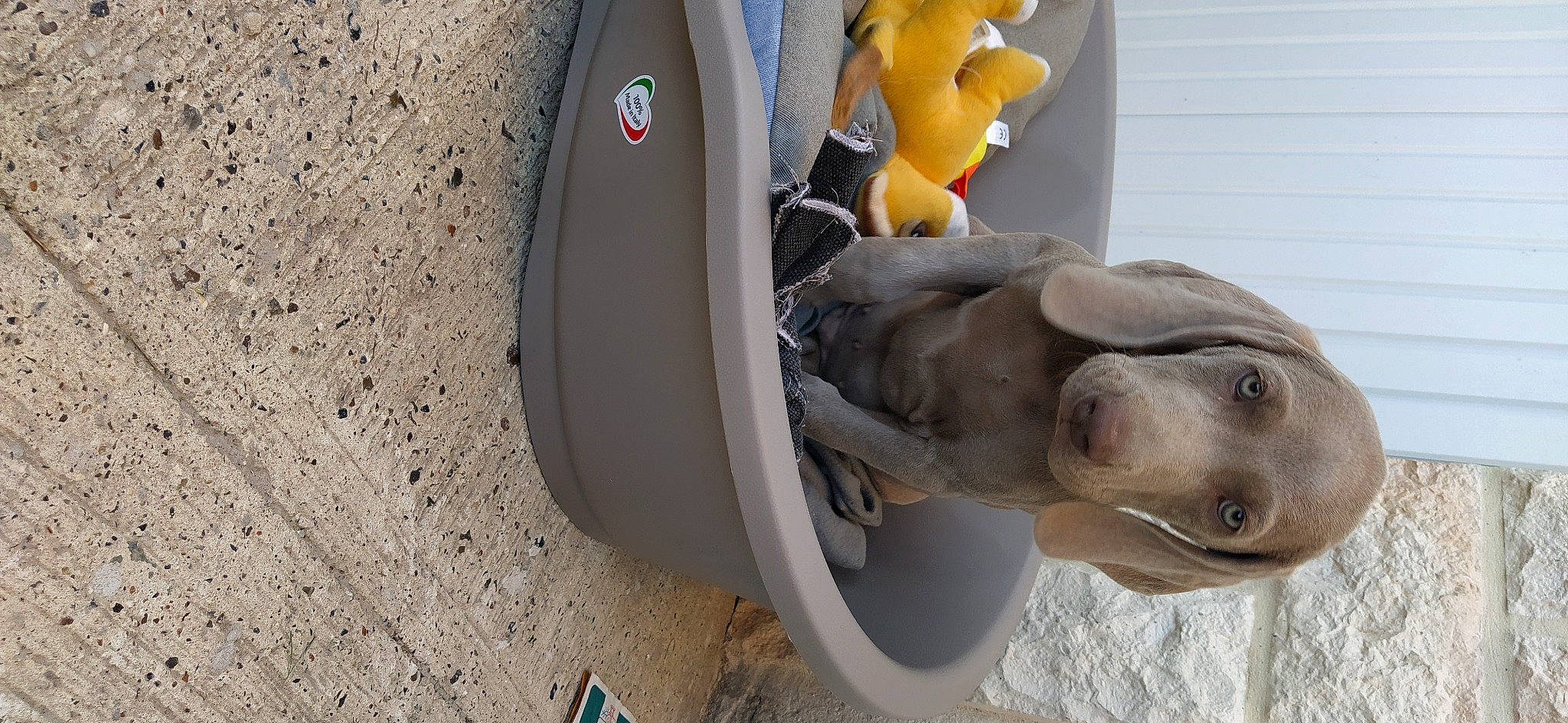 Sunshine a rejoint le concours — aidez-le/la à gagner de superbes lots ! art, auto_part, automotive_lighting, automotive_tire, automotive_wheel_system, bumper, carnivore, dog, dog_breed, fender, fish, outdoor_shoe, rim, sculpture, sports_equipment, synthetic_rubber, toy, vehicle_door, water