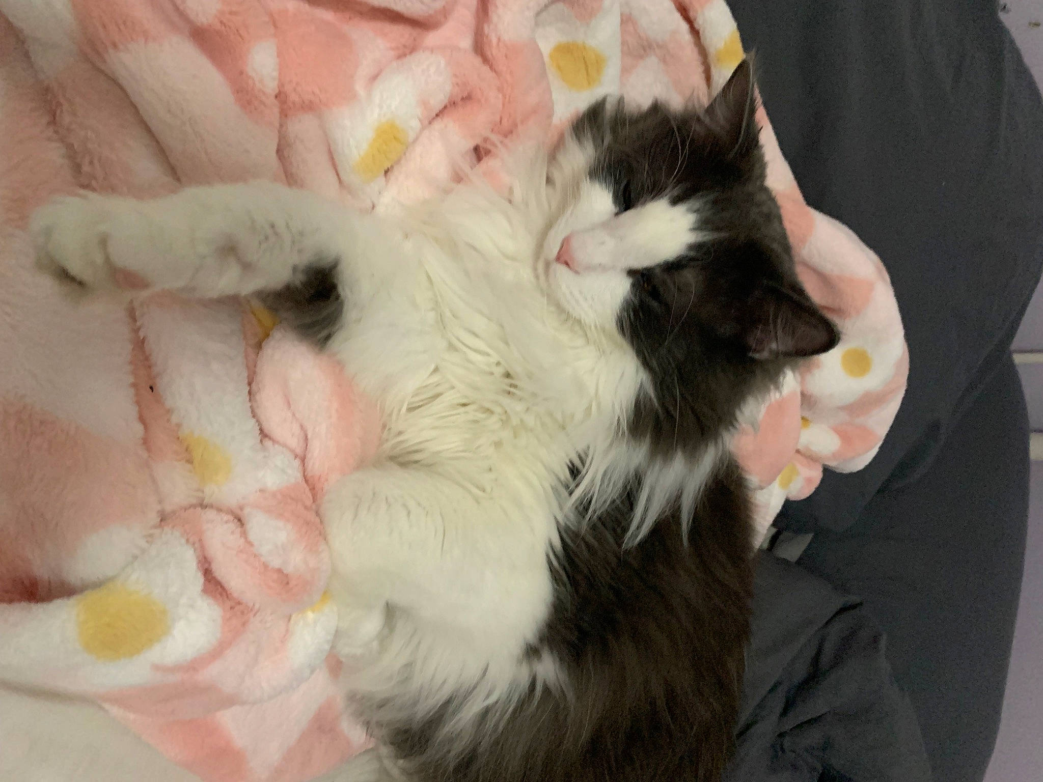 Damon joined the competition — help win amazing prizes! carnivore, cat, cat_bed, claw, comfort, companion_dog, domestic_short_haired_cat, ear, felidae, foot, fur, gesture, lap, nap, paw, sleep, small_to_medium_sized_cats, snout, tail, whiskers