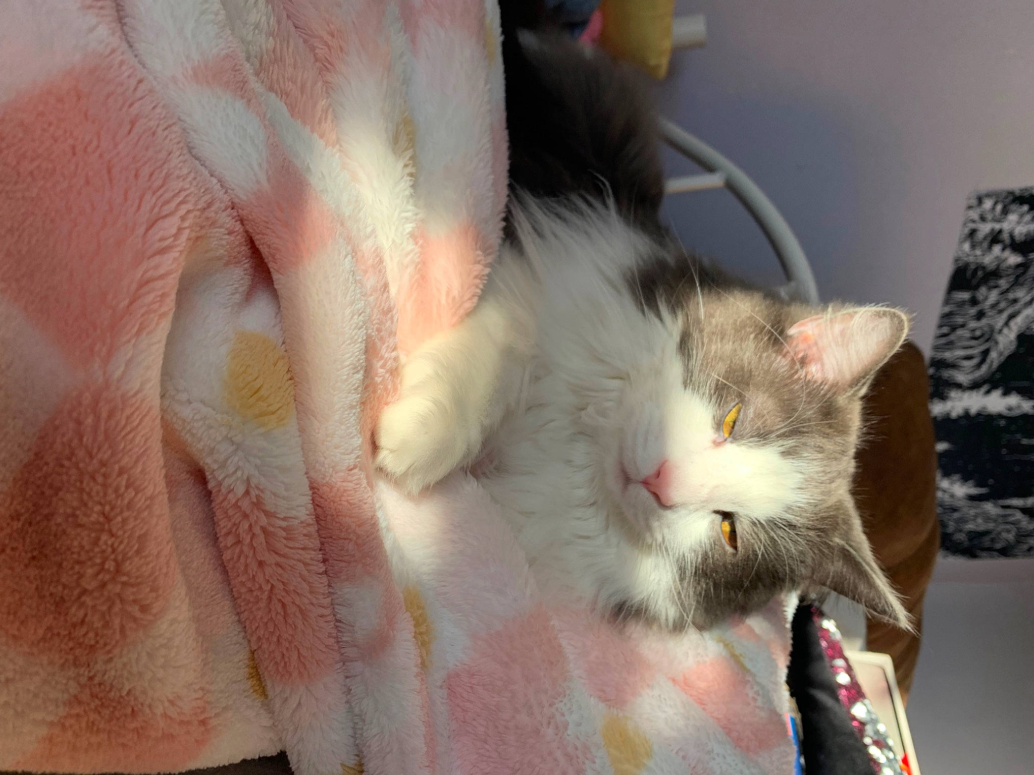 Damon joined the competition — help win amazing prizes! carnivore, cat, claw, comfort, domestic_short_haired_cat, ear, eyelash, fawn, felidae, fur, nail, paw, peach, small_to_medium_sized_cats, snout, tail, whiskers