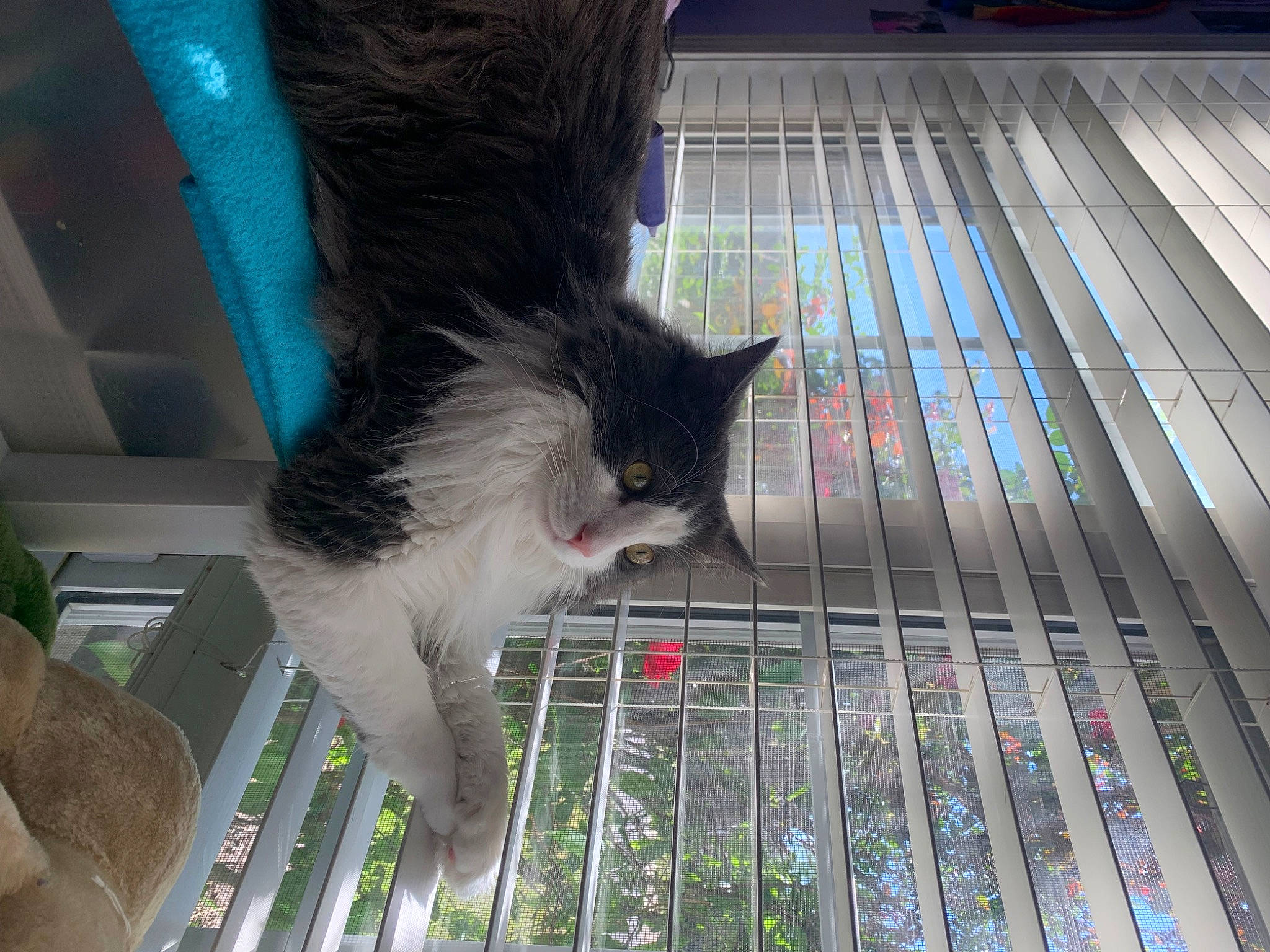 Damon joined the competition — help win amazing prizes! animal_shelter, cage, carnivore, cat, claw, domestic_short_haired_cat, felidae, flooring, foot, fur, hardwood, human_leg, metal, paw, pet_supply, small_to_medium_sized_cats, snout, tail, whiskers, wood