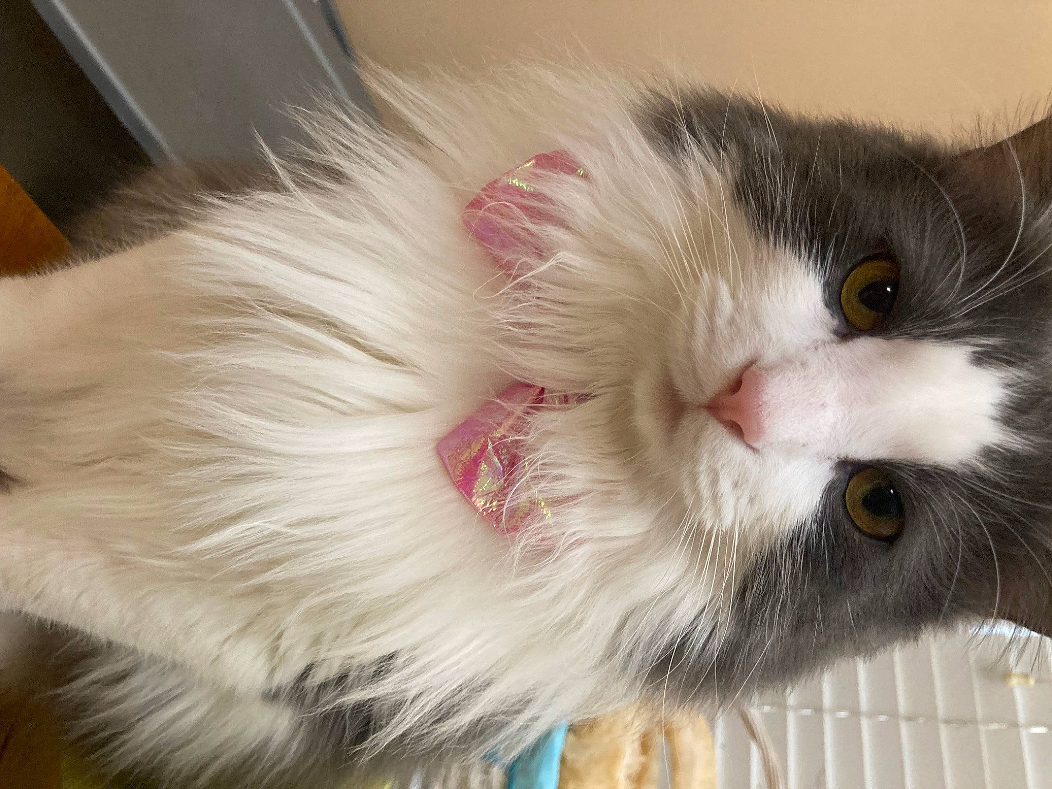 Damon is registered to the contest to win money with this photo: carnivore, cat, claw, domestic_short_haired_cat, fawn, felidae, fur, natural_material, paw, small_to_medium_sized_cats, snout, tail, terrestrial_animal, whiskers