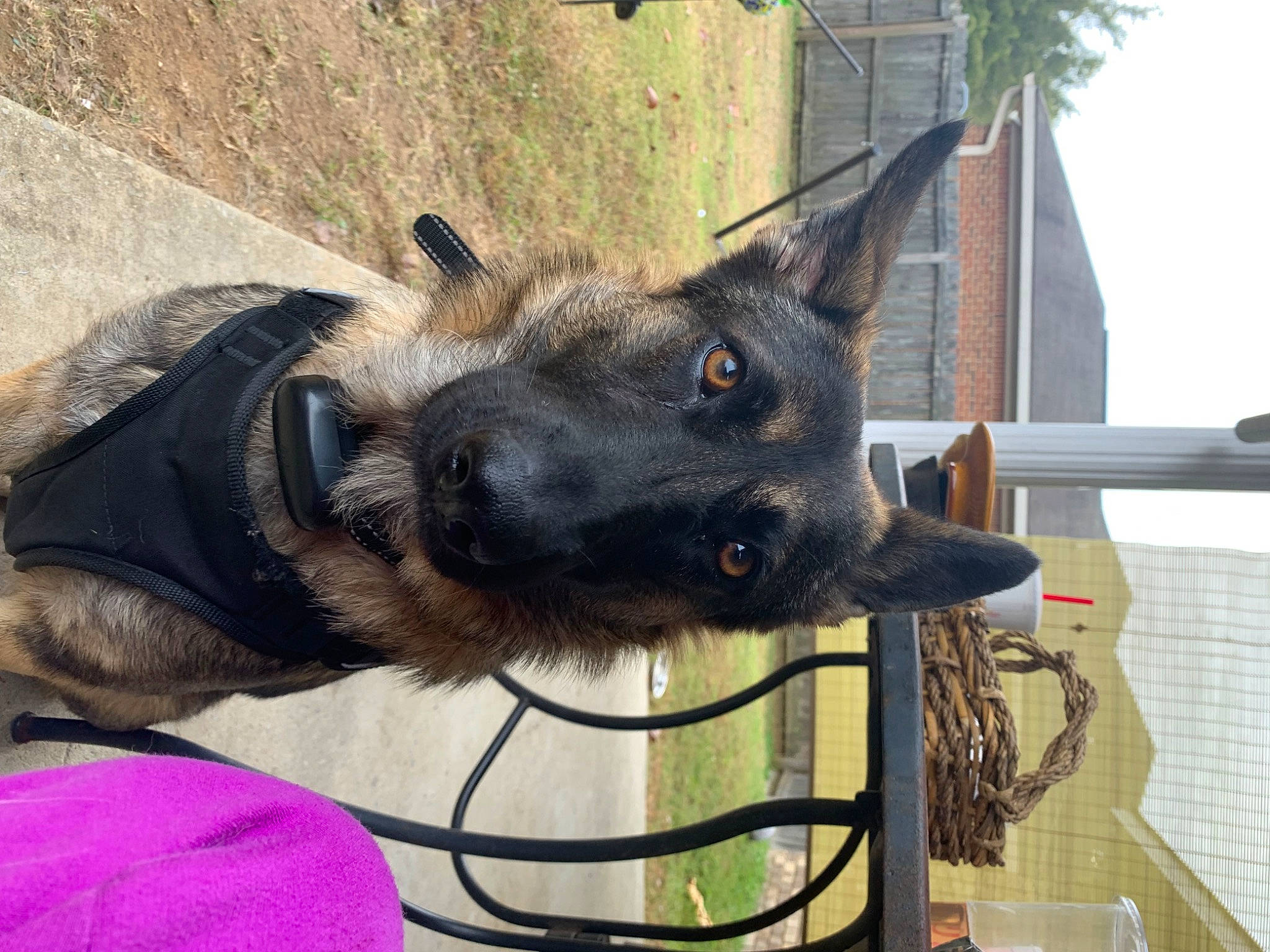 Layla joined the competition — help win amazing prizes! canidae, carnivore, collar, dog, dog_breed, dog_collar, fawn, fur, german_shepherd_dog, pack_animal, pet_supply, plant, snout, sporting_group, working_animal