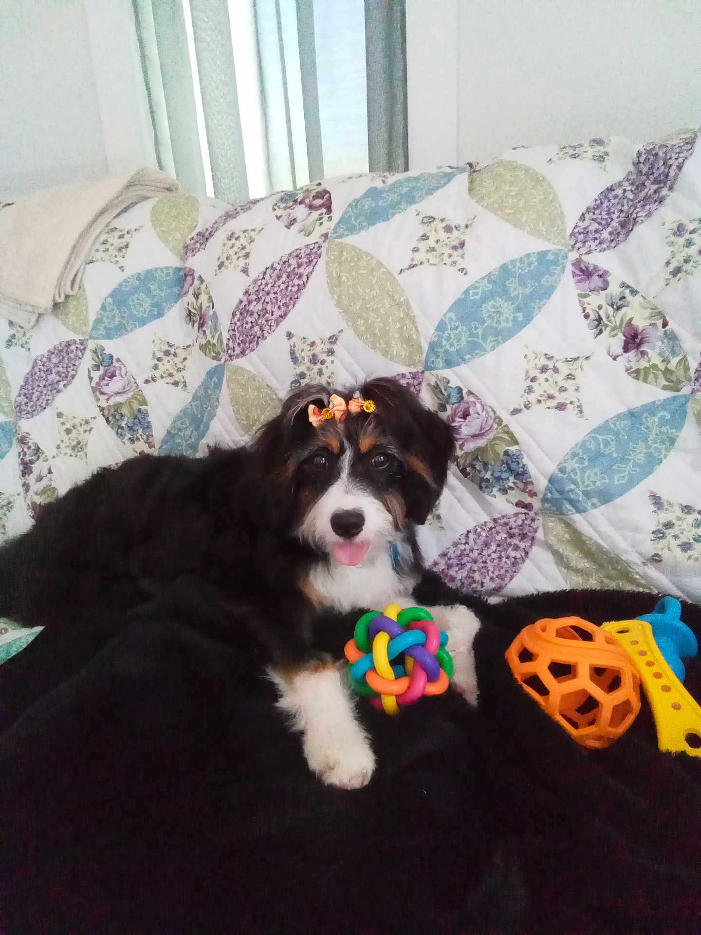 Charlie Mae is registered to the contest to win money with this photo: animal, black, blanket, bow, brown, colorful, couch, cute, dog, fur, indoor, patterned, pet, playful, puppy, relaxing, small_dog, tongue_out, toy, white