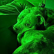 Stormy joined the competition — help win amazing prizes! dog, pet, resting, curled_up, fur, indoor, green_light, close_up, animal, canine, collar, sleepy, portrait, domestic_animal, cozy, relaxed, home, furniture, door, bed