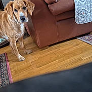 Holly participe au concours pour gagner de l'argent avec cette photo : dog, golden_retriever, indoor, wooden_floor, couch, quilt, rug, pet_bed, toy, pink_pig_toy, furniture, curious, looking_at_camera, living_room, domestic_animal, brown_couch, flooring, pet, household, cozy