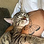 kitten, tabby, cat, tattoo, butterfly_tattoo, arm, snuggling, close_up, pet, sleepy, feline, fur, whiskers, resting, human, skin, indoor, cozy, texture, cuddle