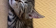 Ades a rejoint le concours — aidez-le/la à gagner de superbes lots ! animal, cat, comfort, cozy, cute, ears, feline, fur, indoor, kitten, nap, pet, relaxation, resting, sleeping, soft, striped, tabby, whiskers, young