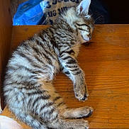 Ades participe au concours pour gagner de l'argent avec cette photo : kitten, cat, sleeping, wooden_chair, furniture, indoor, pet, fur, tabby, striped, animal, cute, relaxed, paw, small, cozy, resting, domestic_cat, mammal, young