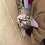 kitten, cat, tabby, couch, indoor, cozy, pet, sleepy, feline, fur, whiskers, ears, claw, texture, relaxed, animal, domestic, cute, resting, closeup