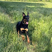 Rafale a rejoint le concours — aidez-le/la à gagner de superbes lots ! dog, doberman, animal, grass, field, outdoor, nature, sunlight, happy, pet, running, canine, greenery, summer, playful, ears_up, tongue_out, collar, walking, meadow