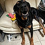 Rafale participe au concours pour gagner de l'argent avec cette photo : dog, rottweiler, indoor, couch, toy, floor, tile, pet, animal, black, tan, open_mouth, teeth, person_partial, striped_shirt, furniture, living_room, plush_toy, cute, companion