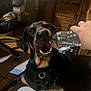 dog, pet, water_bottle, indoor, black_fur, tan_fur, teeth, playing, hand, floor_tiles, chair, drawer, collar, bite, happy, canine, mouth_open, domestic_animal, household, human_interaction