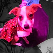 Babygirl joined the competition — help win amazing prizes! dog, small_dog, pet, clothing, plaid, red, white, ears, nose, sitting, indoors, fabric, purple, black, tattoo, human_leg, animal, cute, fur, portrait