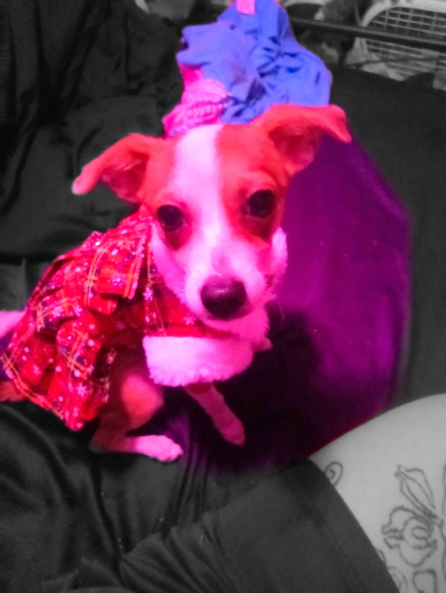 Babygirl joined the competition — help win amazing prizes! dog, small_dog, pet, clothing, plaid, red, white, ears, nose, sitting, indoors, fabric, purple, black, tattoo, human_leg, animal, cute, fur, portrait