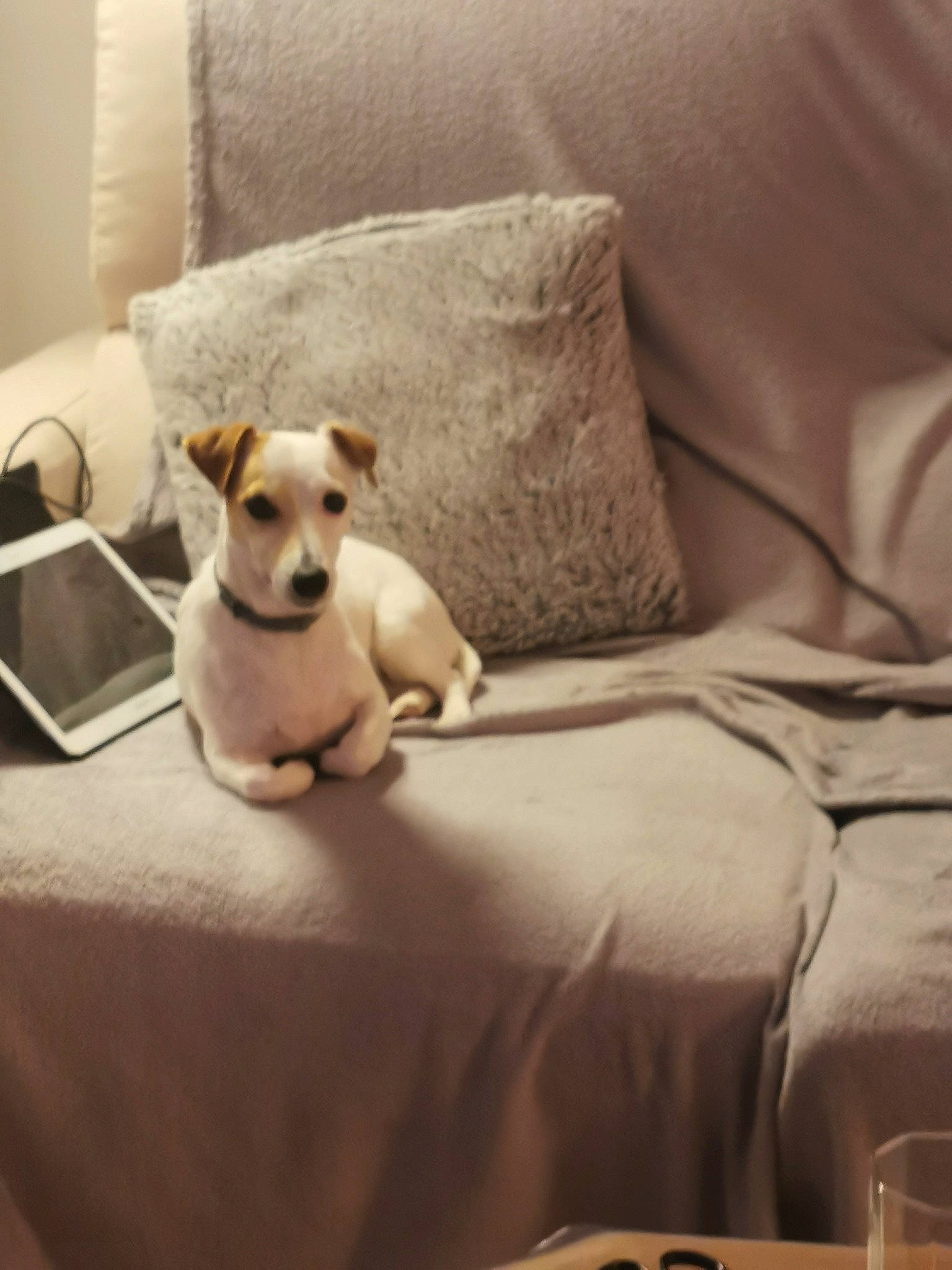 Lala a rejoint le concours — aidez-le/la à gagner de superbes lots ! canidae, carnivore, companion_dog, dog, dog_breed, fawn, fox_terrier, furniture, jack_russell_terrier, mammal, parson_russell_terrier, puppy, russell_terrier, snout, vertebrate