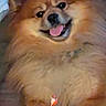 dog, pomeranian, fluffy, smiling, tongue_out, pet, animal, cute, indoor, lying_down, paw, fur, happy, small_object, canine, companion, domestic_animal, friendly, playful, resting