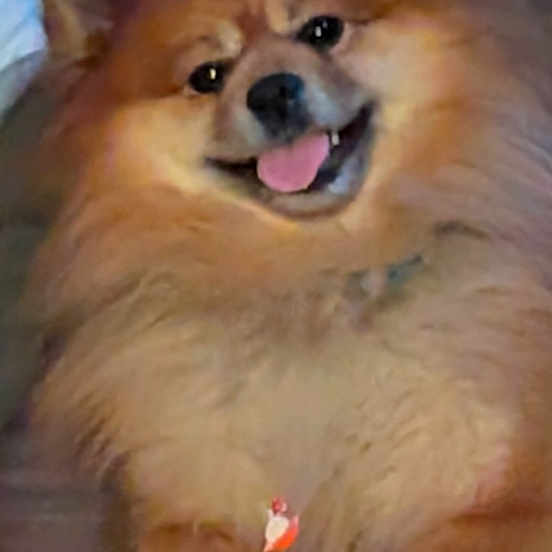 Coco