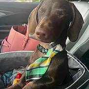 Sir Reesecup is registered to the contest to win money with this photo: accessories, animal, bag, belt, canine, car, dog, face, handbag, head, hound, person, pet, photography, pointer, portrait, puppy, sleeping, transportation, vehicle