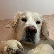 Diego participe au concours pour gagner de l'argent avec cette photo : canine, ceiling, close_up, cute, dog, domestic_animal, fur, golden_retriever, indoor, looking_down, muzzle, nose, paw, paw_pad, pet, portrait, sleepy, snout, wall, whiskers